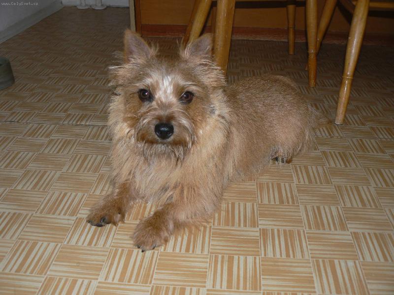 Foto: Norvi�-Benny (Jakub z Mu�k�tov� zahrady)