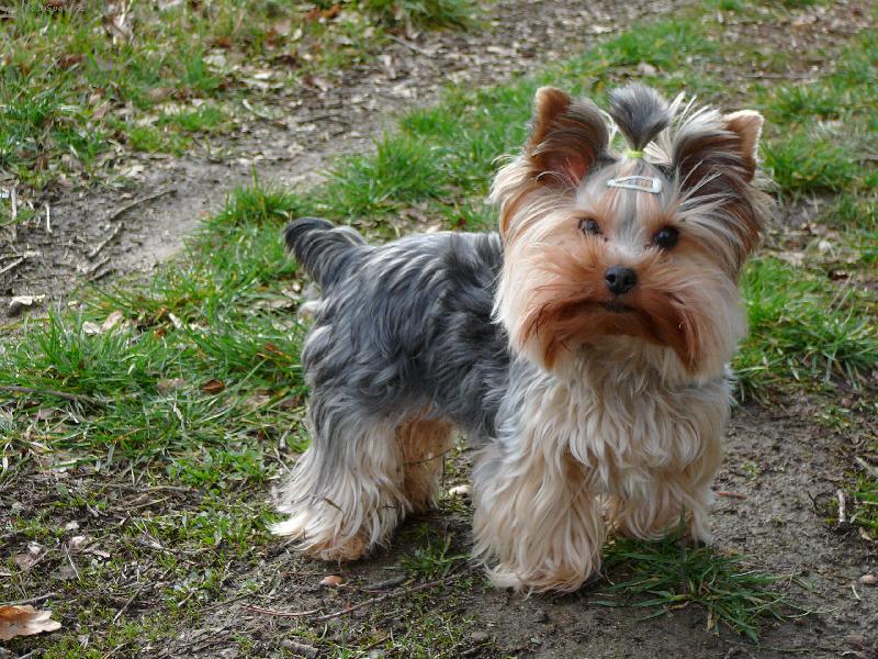 Foto: Nellinka \\(www\\.nellinka\\.wbs\\.cz\\)-Mal� zarostl� medv�dek