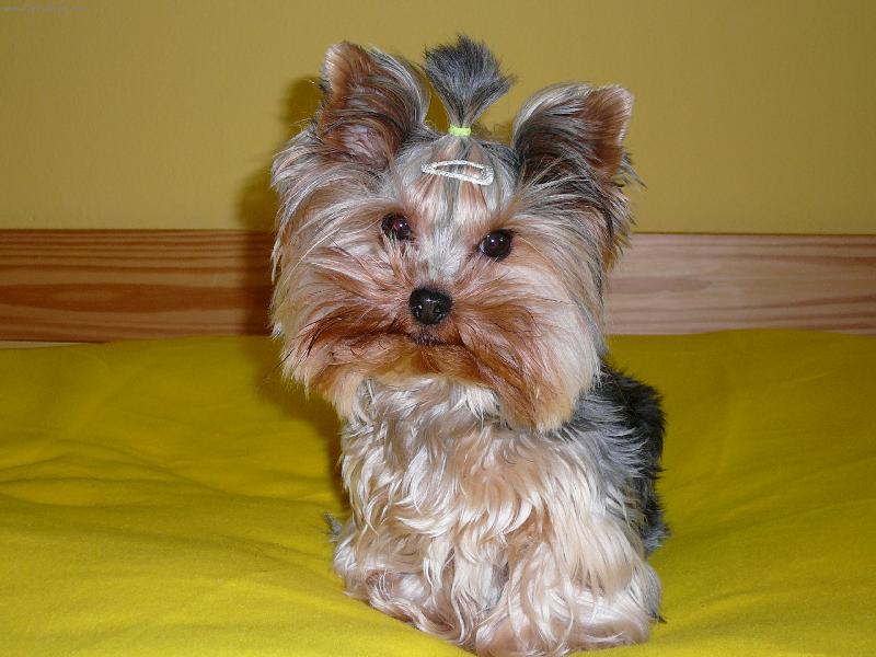 Foto: Nellinka-v pel�ku :o\\) - www\\.nellinka\\.wbs\\.cz