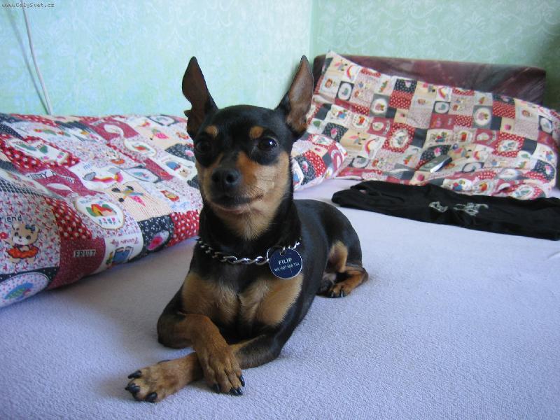 Foto: Fild�k naparova�