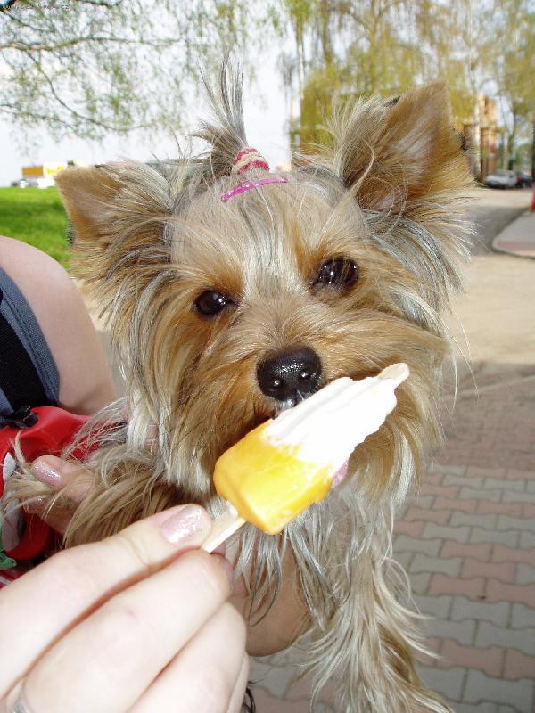 Foto: M�amky nanuk