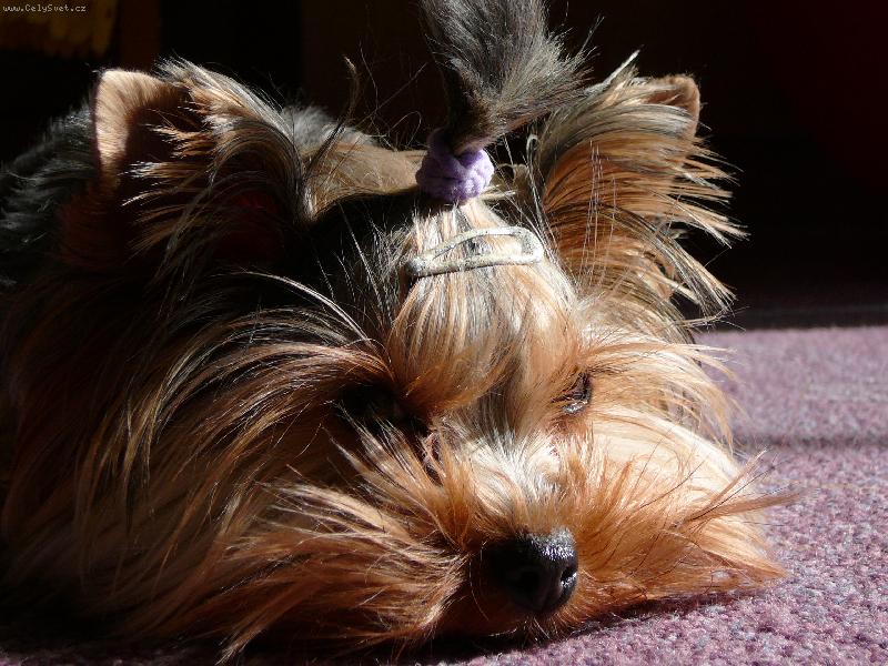 Foto: Nellinka-Skoro spink����m