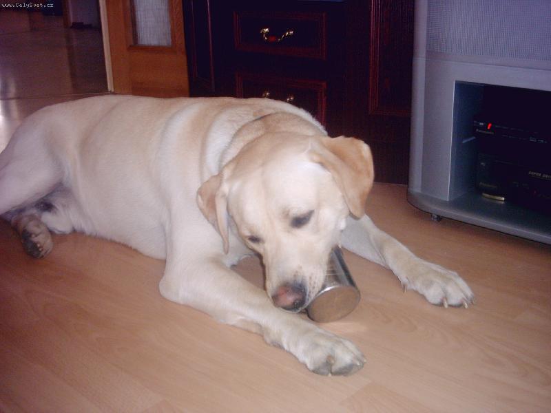 Foto: Bad�k-pap�m z plech��ku,m�am,m�am