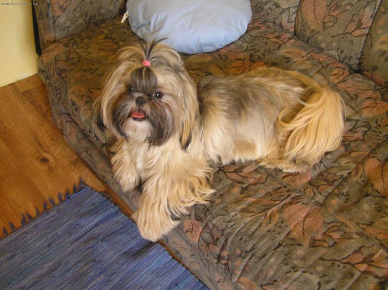 Foto: Na�e shih-tzu hol�i�ka Aisha