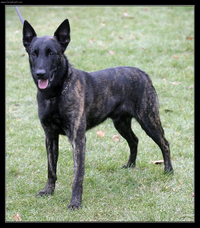 Foto:  Carlos finlay-N� Holan