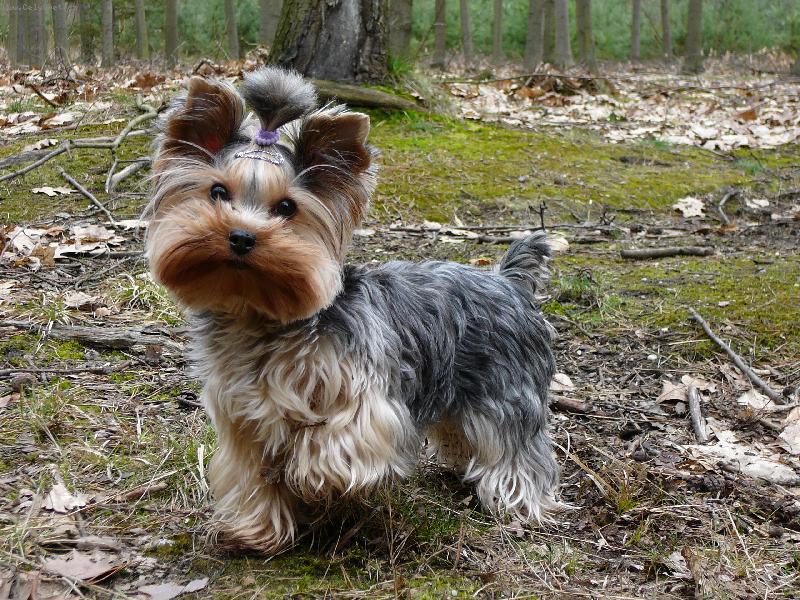 Foto: Nellinka v lese-www.nellinka.wbs.cz