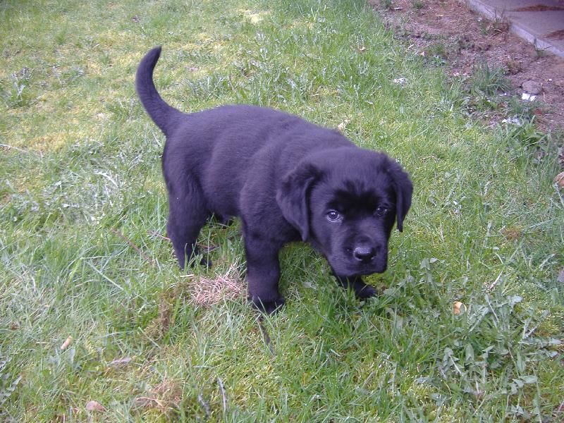 Foto: Sid-dvoum�s��n� k��enec Labradora a Rotvajlera