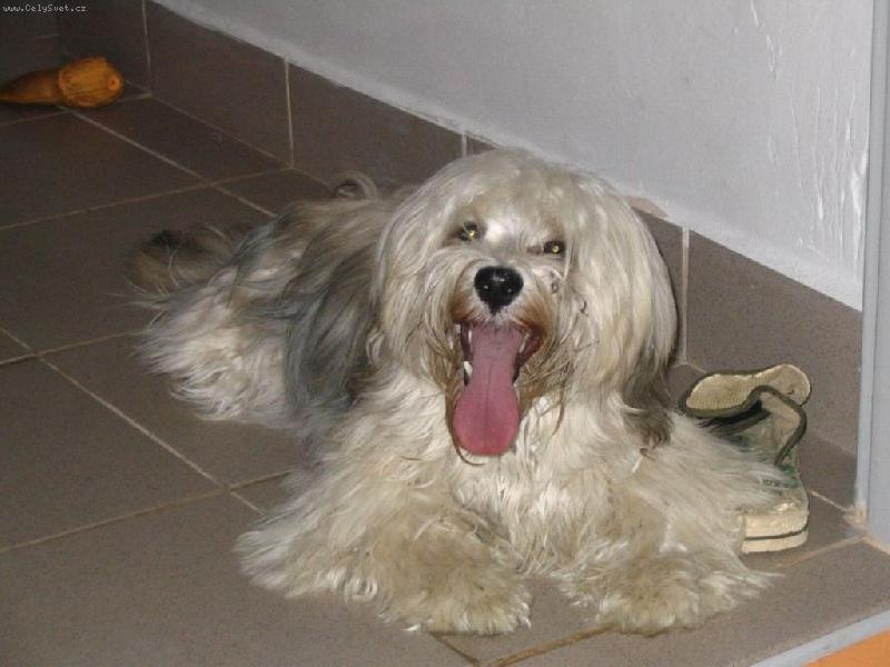 Foto: Havansk� ps�k