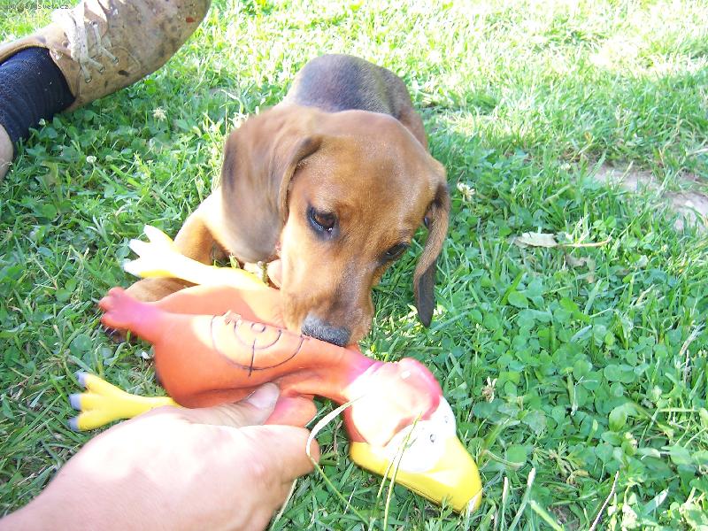 Foto: Vikina-se svoj� nejobl�ben�j�� hra�kou