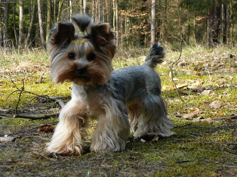 Foto: Nellinka - www.nellinka.wbs.cz-Ost��han� Nellinka