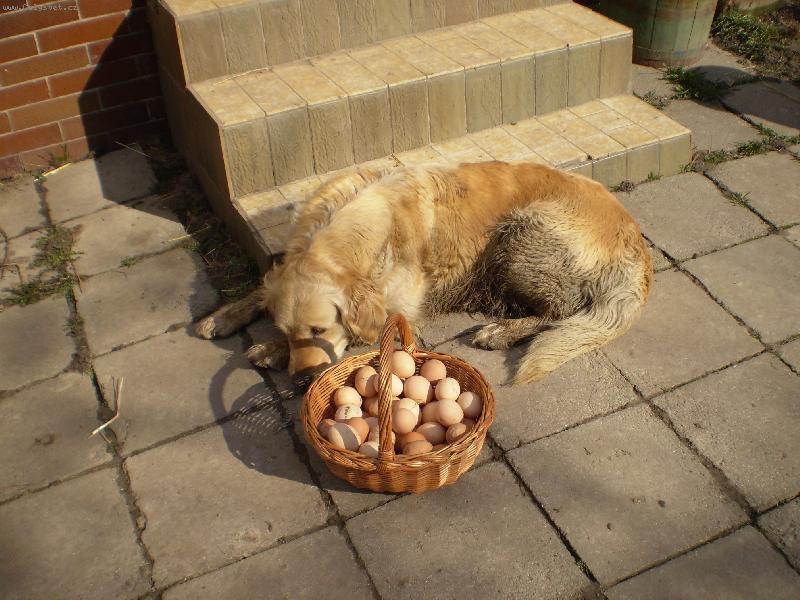 Foto: Unaven� Cora-Po odpoledn�m prob�hnut� mne u� nezaj�m� ani ko��k vajec