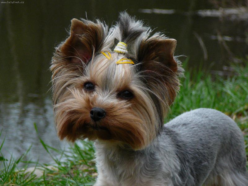 Foto: Nellinka - www.nellinka.wbs.cz-Modelka :o)