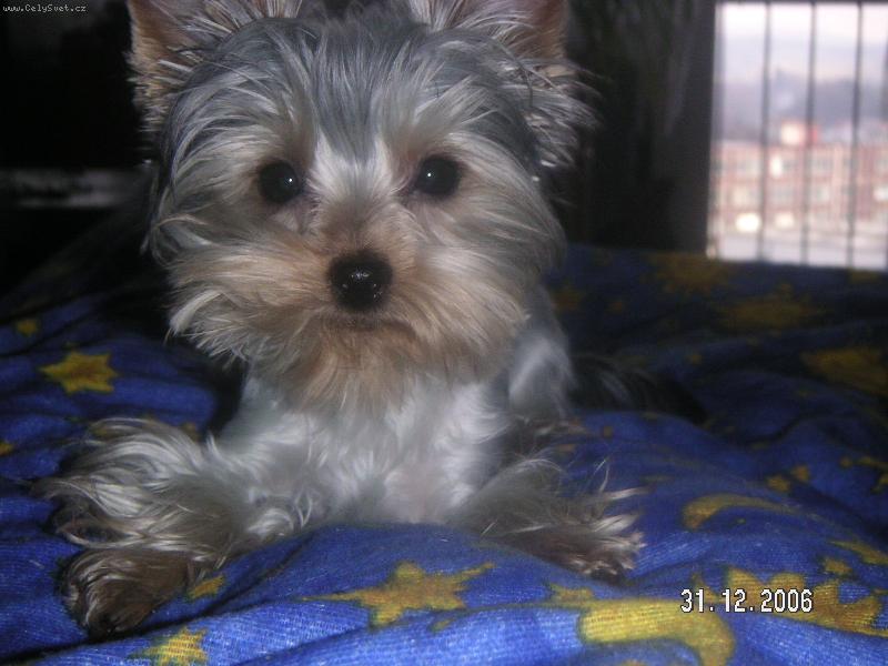 Foto: Mikinka...-Na�e mal� sle�na p�i�la od kade�n�ka.