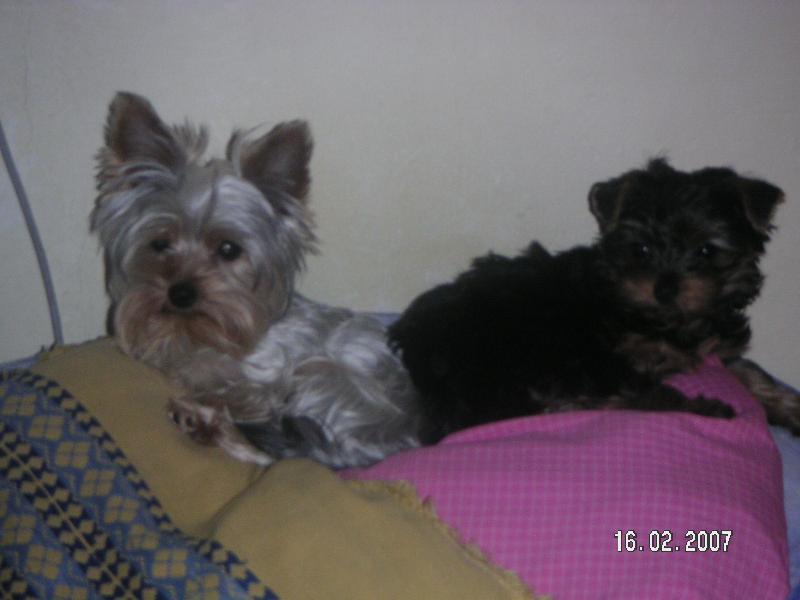 Foto: Miki a Dino-Ke sle�n� jsme po��dili ii mal�ho raub��e.Oba maj� r�di jednu spole�nou �innost-leno�en� v posteli.