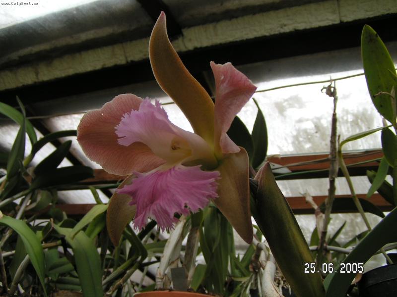 Foto: Orchidea-fotky od Anonyma !!!