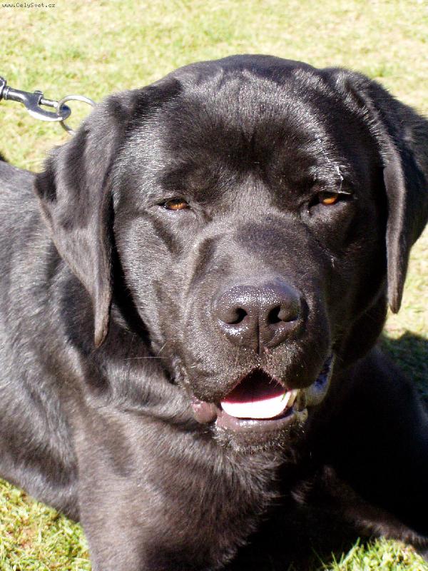 Foto: Muj haf�nek-Sou�asn� fote�ka