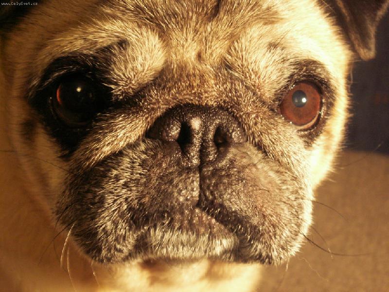 Foto: Kuku�-Bert��ek