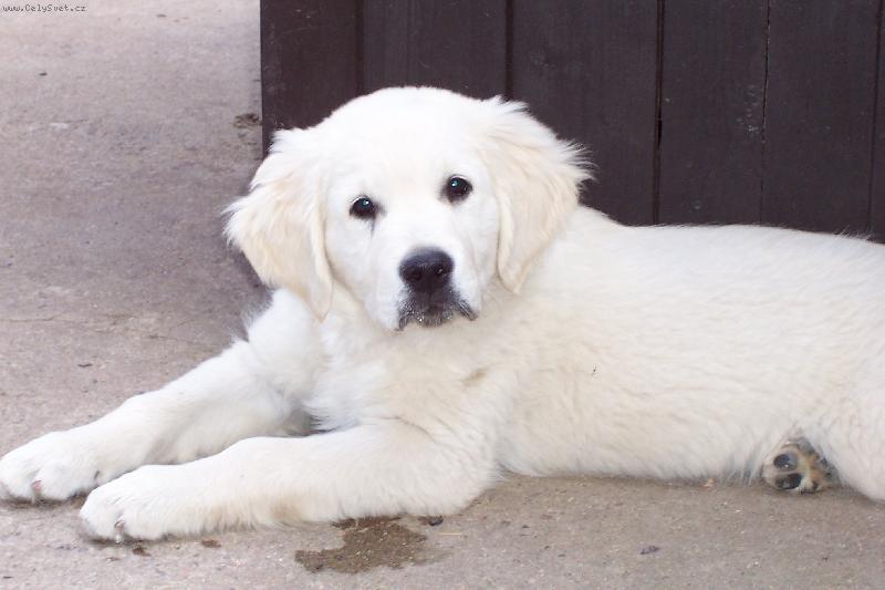 Foto: Zlat� retriever-Merlin Golden Erinor