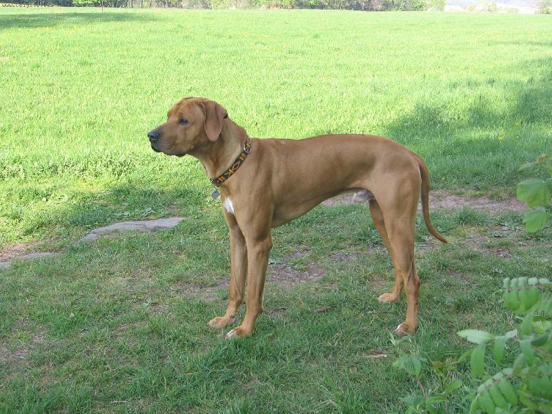 Foto: Pejsek-Pozuju dob�e?