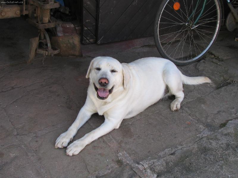 Foto: Ben�k odpo��vaj�c�