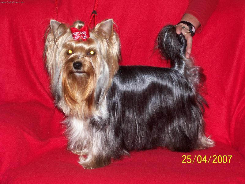 Foto: Bessy-www.jork-bessy.estranky.cz