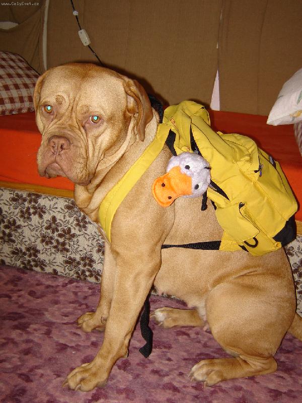 Foto: Fajinka se chyst� na proch�zku