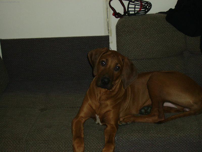 Foto: Attilka-Jsem uz velky pes.......