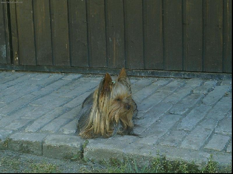 Foto: Monty-hl�d�m stodolu