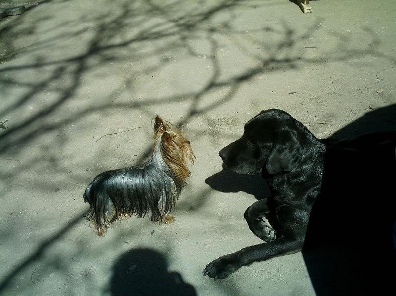 Foto: Monty a Sendy-moje velk� k�mo�ka