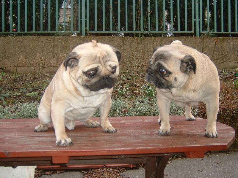 Foto: �slibuji m�mo, u� budu hodn��-v�chovn� odpoledne u Kulh�nkov�ch