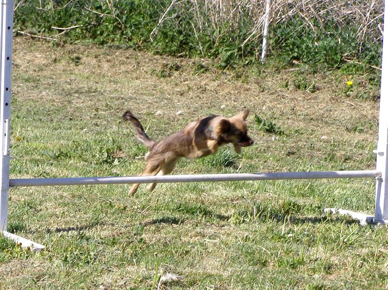 Foto: F�b�-Agility