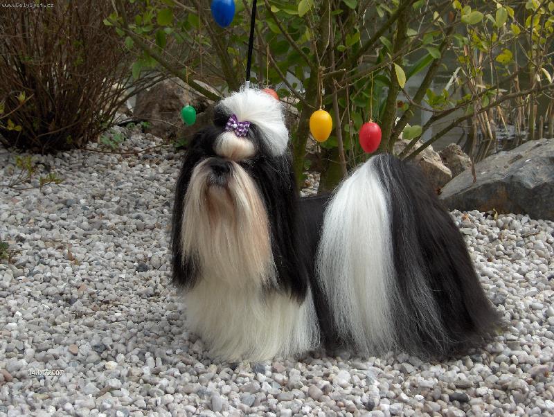 Foto: Vong-Kong SHAH ABBAS