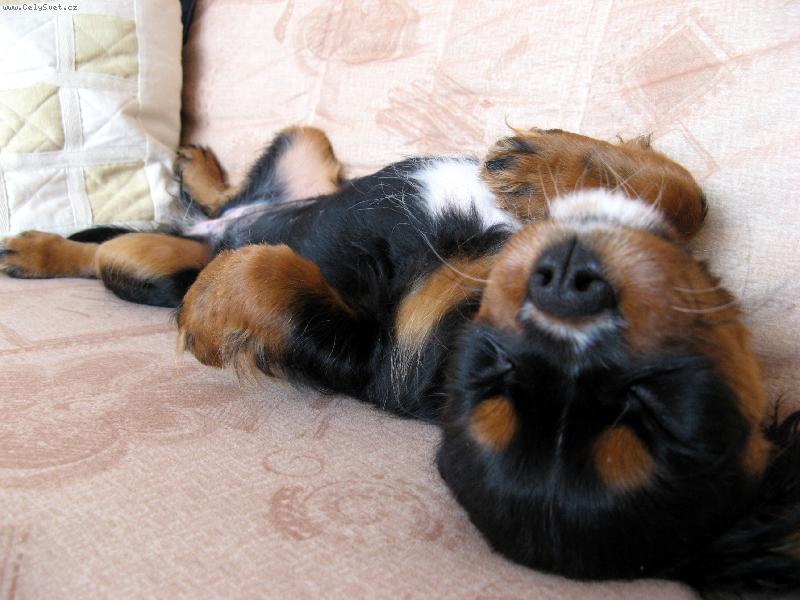 Foto: Na�e kaval�rka Ejmi-To je pohodl��ko :-)