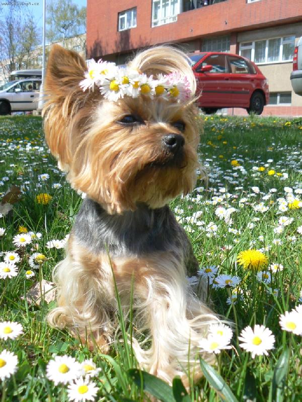 Foto: sedmikr�skov� v�la Ad�lka