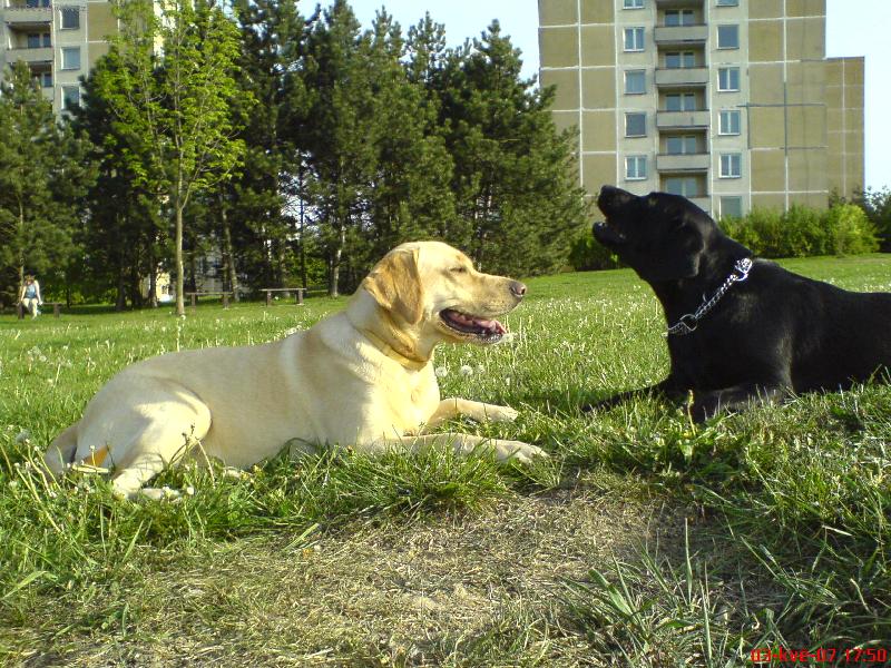 Foto: B�ra s kamar�dem-odpo�inek na louce