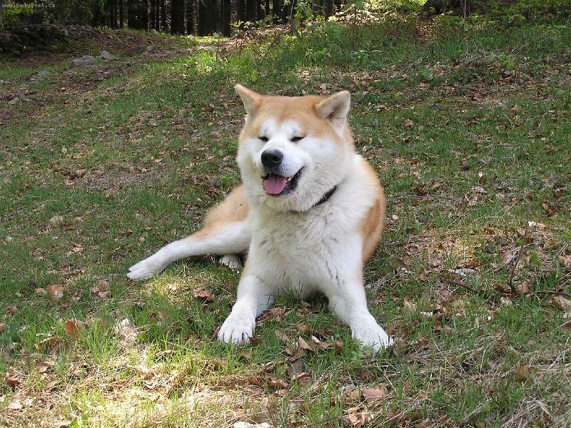 Foto: Pot�ebuju se trochu vyd�chat-je horko!-Agasschi na Kysuciach