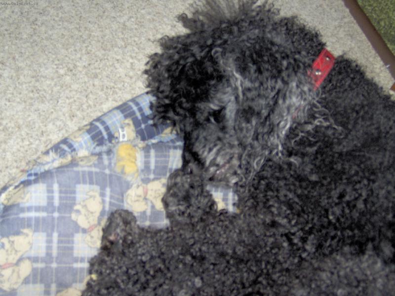 Foto: pudl�k-je to m�j milovanej pejsek