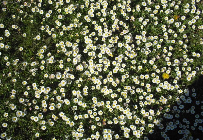 Foto: Sedmikr�sky-Sedmikr�sky