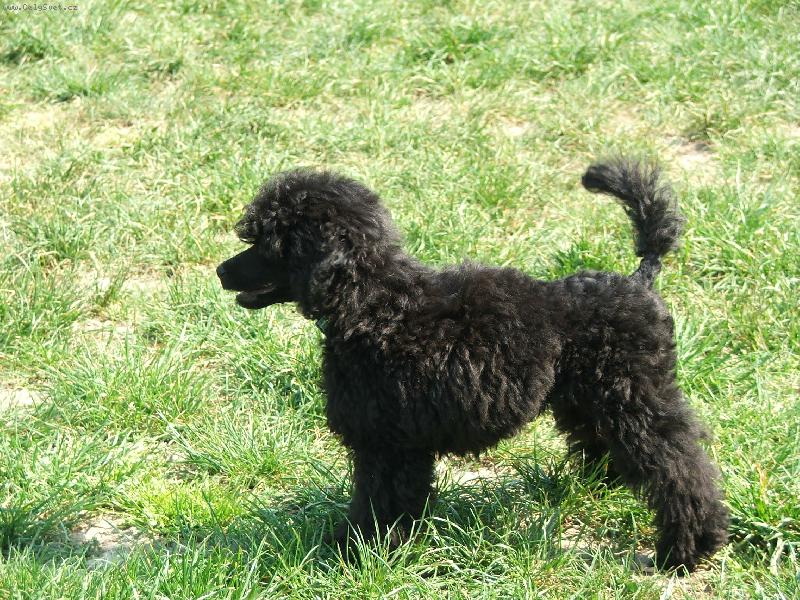 Foto: Wesley-4 m�s�ce