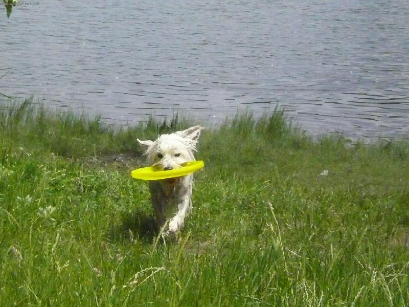 Foto: Kdy� tal�� zal�tne do vody... Meg ho p�inese...