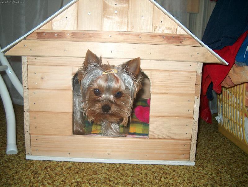 Foto: kuky z Boudy-Ad�lka a jej� boudi�ka v ob�v�ku