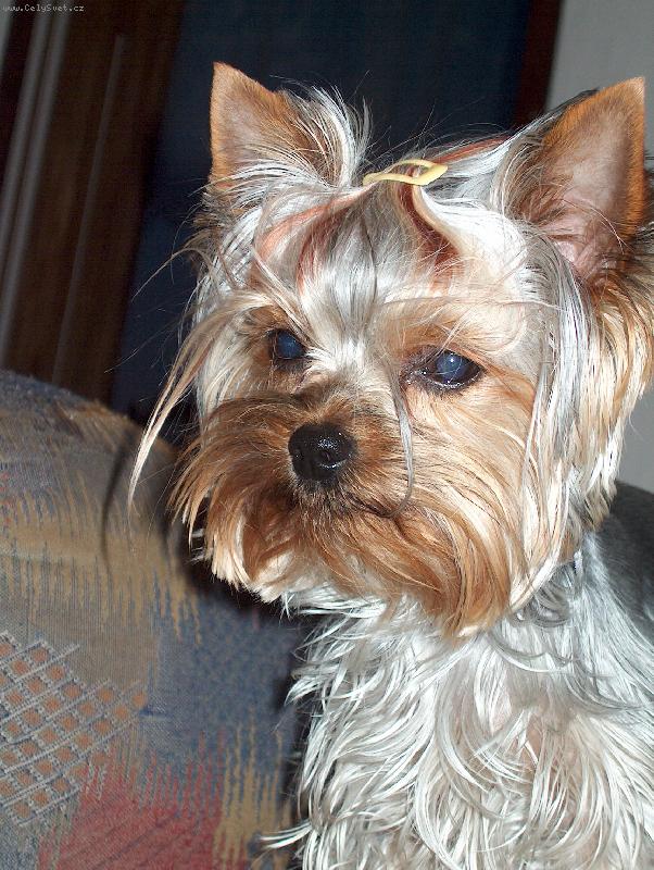 Foto: Ad�lka-taky m�m mel�ry,jsem frajerka...sice jen 3....