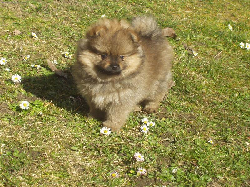 Foto: N�meck� �pic mal� - Floky Sandir�-Floky Sandir�