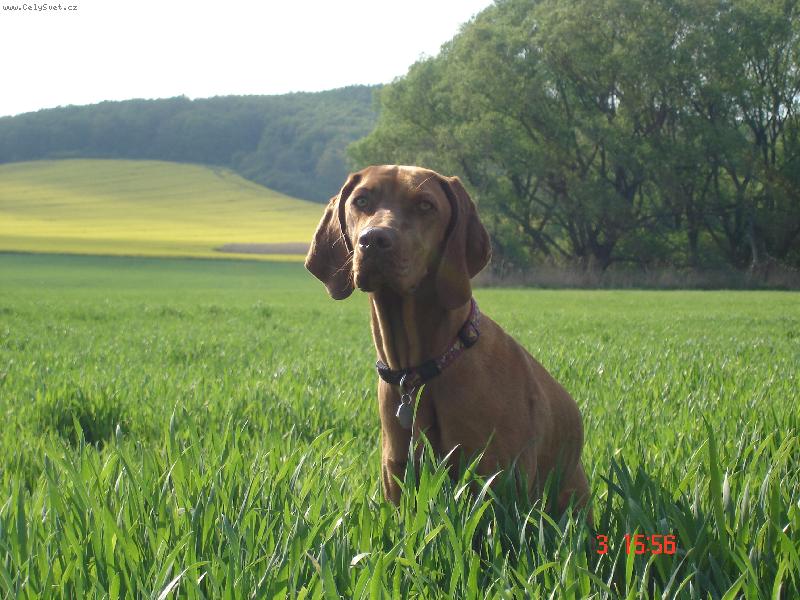 Foto: Bora z Labsk� Lhoty