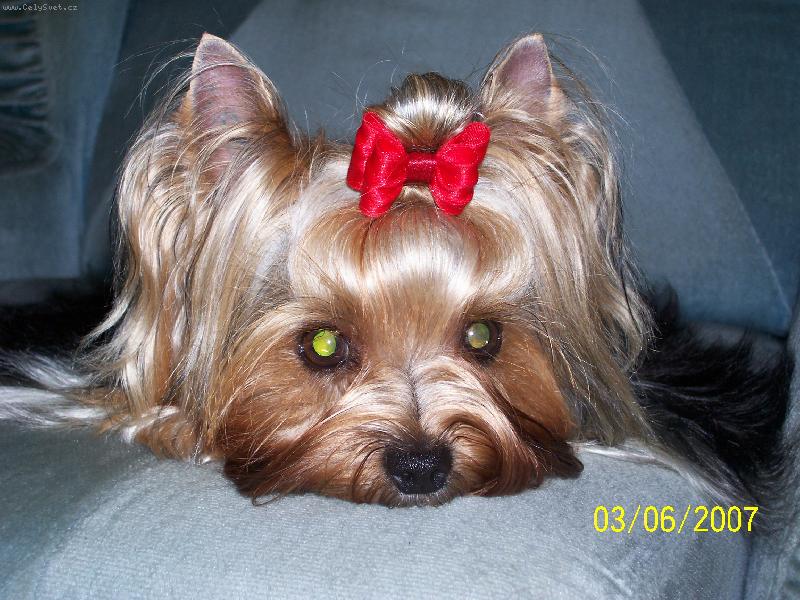 Foto: Bessy-www.jork-bessy.estranky.cz