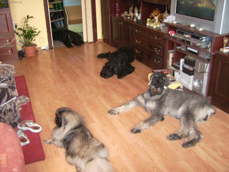 Foto: Kn�ra�i a pekin�z-Je n�s hodn�,ale v�ichni se m�me r�di