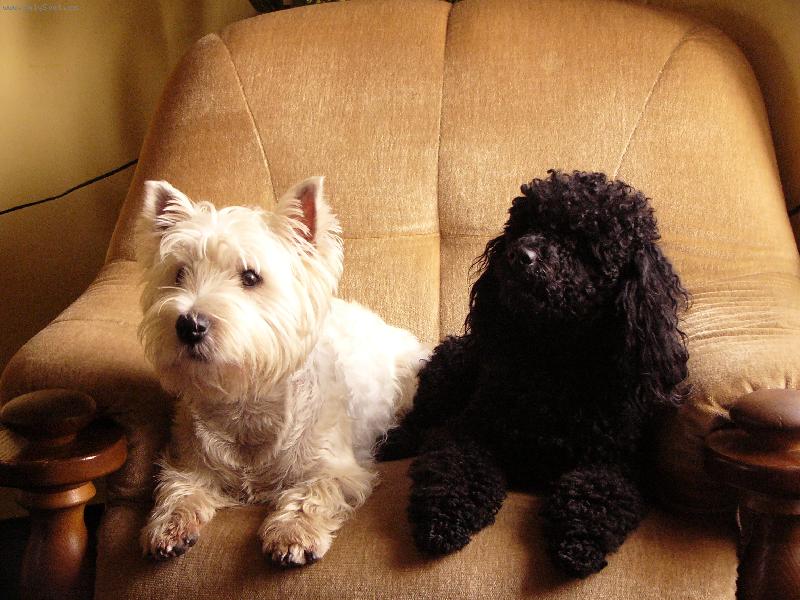 Foto: N� pudl�k Tom�k a west�k Sauron-nerozlu�n� kamar�di