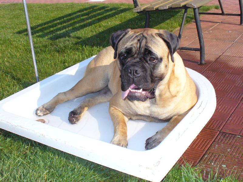 Foto: bulmastif-to je teplo