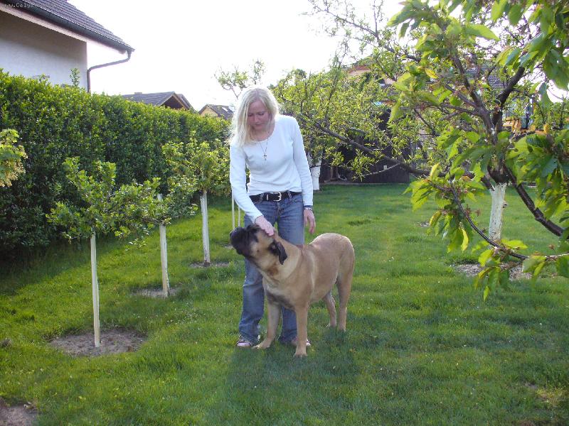 Foto: bulmastifka-na zahrad� s pani�kou