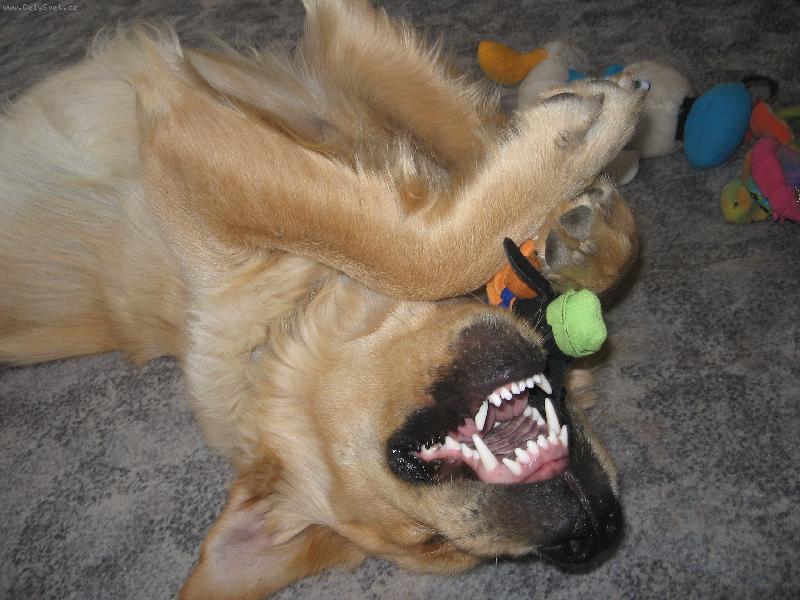 Foto: M�j 8im�s��n� ro���k Jerry;)-M�j 8im�s��n� ro���k Jerry;)